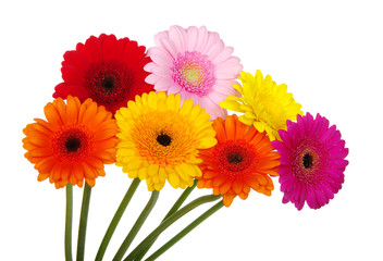 gerbera daisies