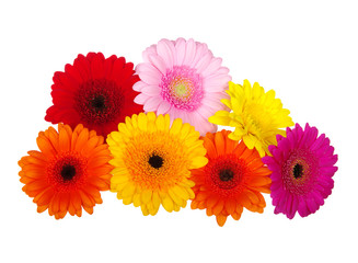 gerbera daisies