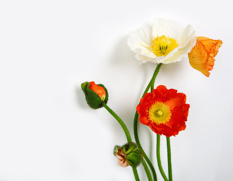 poppies