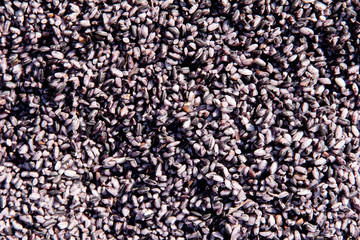 black variety of glutinous rice background