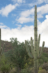 The Arizona Sonora Desert Museum South of Phoenix Arizona USA.
