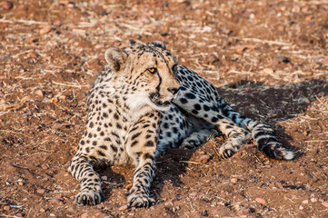 Cheetah Lying Down
