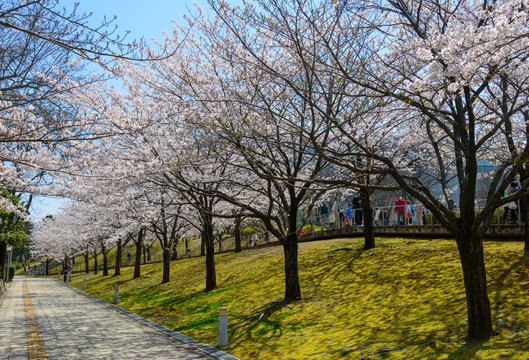 Cherry blossoms at the Hakusan Park in the city of Niigata, Japa