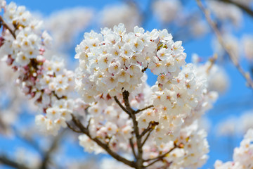 Cherry blossoms