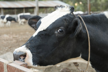 cow looking at the camera
