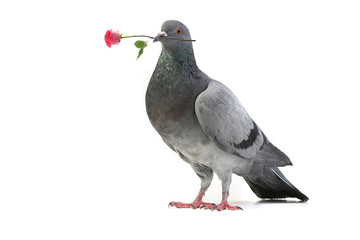 gray dove