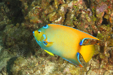 Naklejka na ściany i meble Queen Angelfish on a Coral Reef