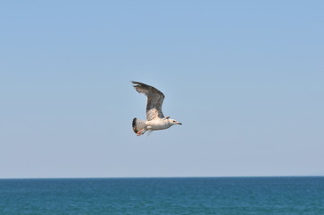 Mediterranean gull (Ichthyaetus melanocephalus)