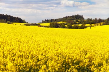 field of rapeseed with beautiful cloud