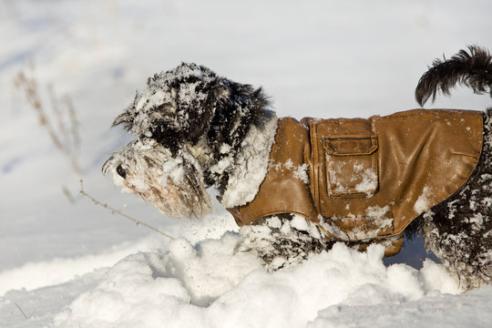 Dog In Jacket On Snow