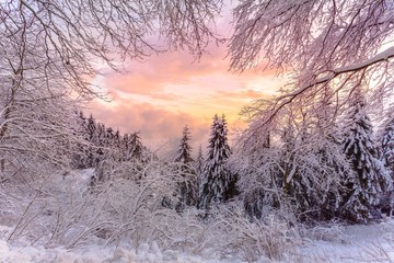 Neve