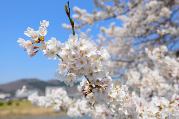 Obraz premium Cherry blossoms along Shiroishi river (Shiroishigawa tsutsumi Se