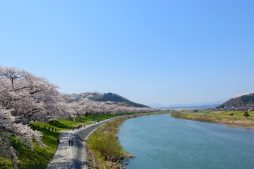 Cherry blossoms along Shiroishi river (Shiroishigawa tsutsumi Se