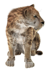 Big Cat Smilodon