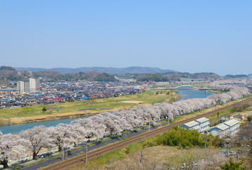 Cherry blossoms along Shiroishi river (Shiroishigawa tsutsumi Se