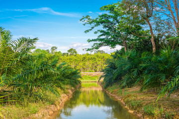 Oil Palm Plantation blue sky