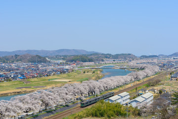 Fototapeta na wymiar Cherry blossoms along Shiroishi river (Shiroishigawa tsutsumi Se