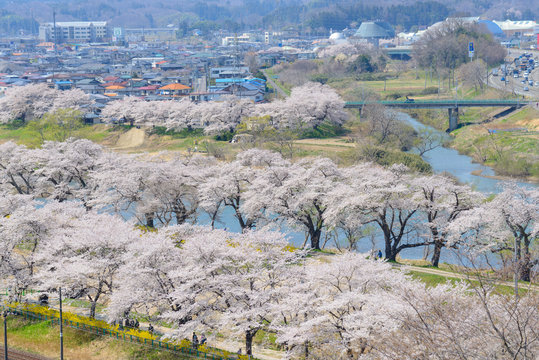 Cherry blossoms along Shiroishi river (Shiroishigawa tsutsumi Se
