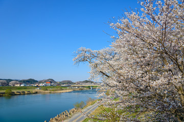 Cherry blossoms along Shiroishi river (Shiroishigawa tsutsumi Se