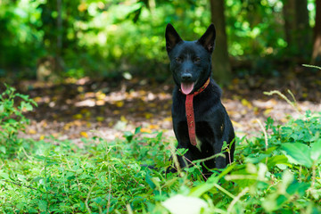 Black native Thai dog on green grass