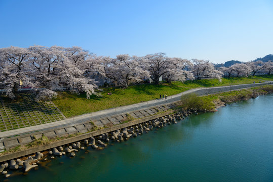 Cherry blossoms along Shiroishi river (Shiroishigawa tsutsumi Se