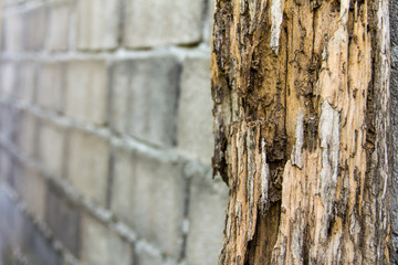 Pole decay from termites erosion destroy a brick wall