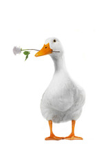 duck white