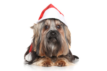 Yorkshire Terrier in Santa Red hat