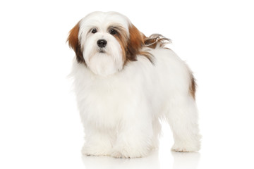 Lhasa Apso portrait