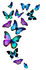 Naklejka na ściany i meble Many different butterflies, isolated on white background
