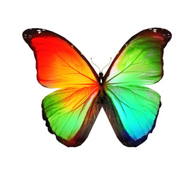 Obraz na płótnie Canvas Colorful butterfly , isolated on white