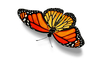 Fototapeta na wymiar Orange butterfly , isolated on white