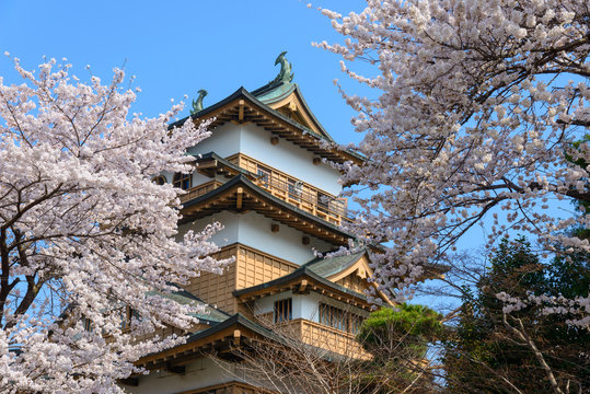 Cherry blossoms at the Takashima Park and the Takashima Castle i