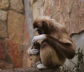 monkey in zoo