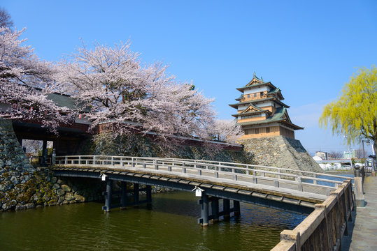 Cherry blossoms at the Takashima Park and the Takashima Castle i