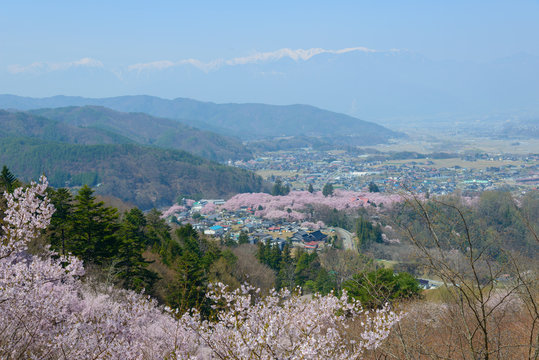 Cherry blossoms at the Takato Castle Park in Ina, Nagano, Japan