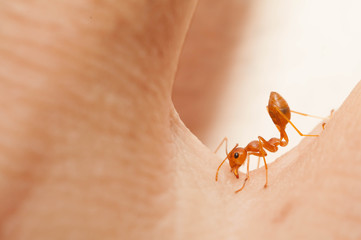 The angry ant attack to enemy by bite and spray citric acid