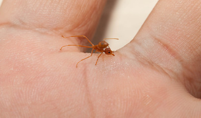 Obraz premium The angry ant attack to enemy by bite and spray citric acid