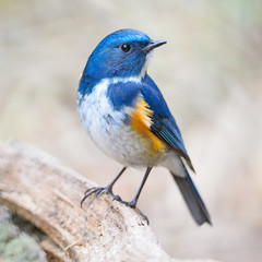 male Himalayan Bluetail
