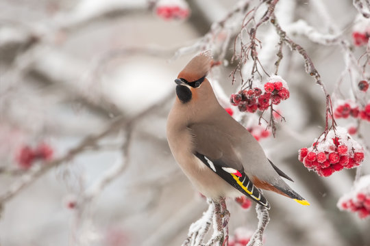 Bohemian Waxwing on a cold winter day