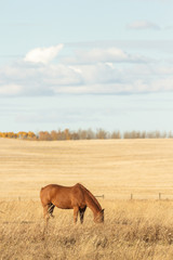 Fototapeta premium horse