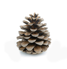 brown pine cone isolated on white background