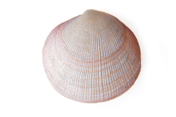 sea shell