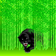 pantera © emilkasimov