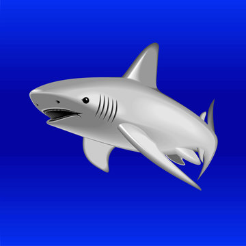 shark