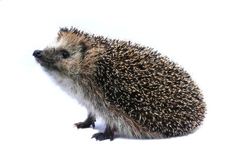 Little forest hedgehog lying on his back isolated