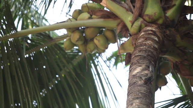 Indian rat-squirrel sit on green palm tree about coconuts and ea