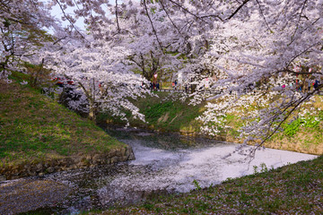 Cherry blossoms at the Hirosaki Castle Park in Hirosaki, Aomori,