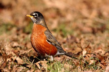American Robin (Turdus migratorius)
