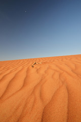 Desert landscape with blue sky, Wahiba Sands, Oman
